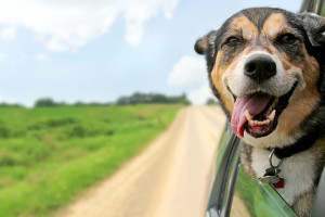 German Shepherd Dog Sticking Head Out Driving Car Window